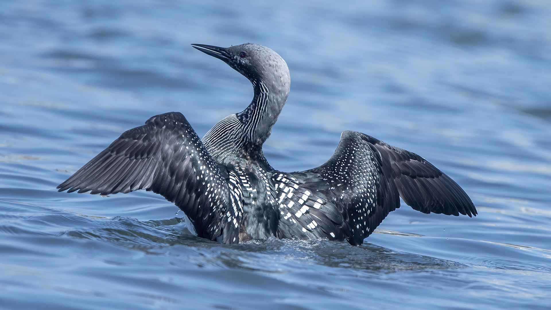 Arctic Loon